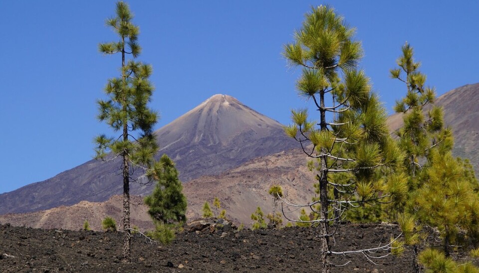 Nasjonalparken Teide på Tenerife besøkes av over 3 millioner mennesker hvert år. Foto: Efraimstochter / Pixabay