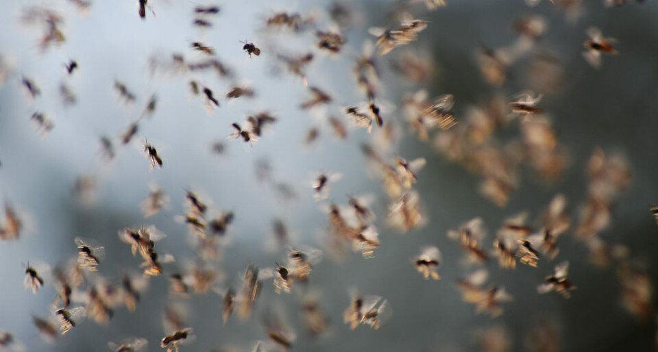 En flueinvasjon plager innbyggere i Tamaraceite – gartnerselskap lot hauger med avføring ligge åpent