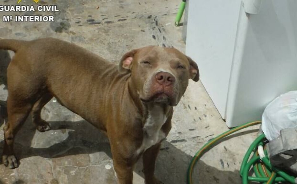 Filmet mens han mishandlet hunden sin på Fuerteventura Kvinne omkom i bilulykke