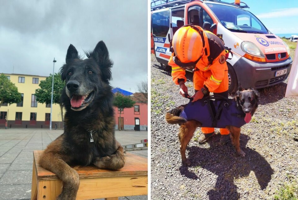LANG OG TRO TJENESTE: Ares sine bjeff ga håp til mange familier i utallige leteaksjoner. Foto: SOS Desaparecidos