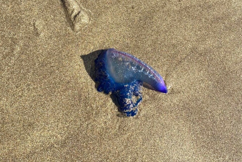 Arkivfoto av Portugisks Krigsskip på stranden i Puerto Rico. FOTO: Rita Hagen Knudsen
