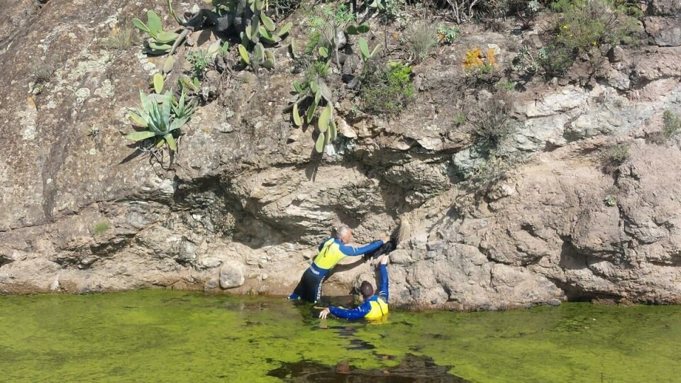 Hadde falt ned i vanntank– her redder de hunden Mann tatt med falskt pass på Tenerife