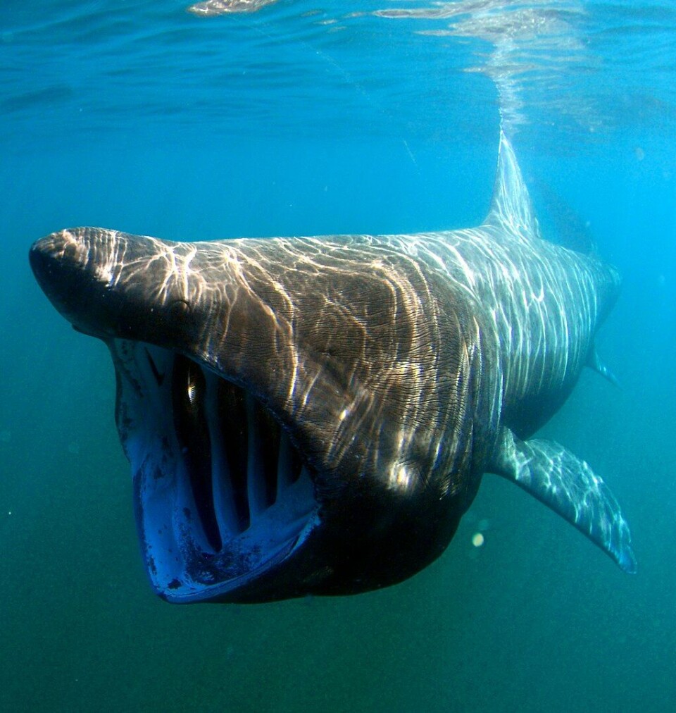 Brugde, eller Cetorhinus maximus som den egentlig heter, er stor og fredelig. Foto: Greg Skomal / NOAA Fisheries Service, Public domain, via Wikimedia Commons Brugde, eller Cetorhinus maximus som den egentlig heter, er stor og fredelig. Foto: Greg Skomal / NOAA Fisheries Service, Public domain, via Wikimedia Commons