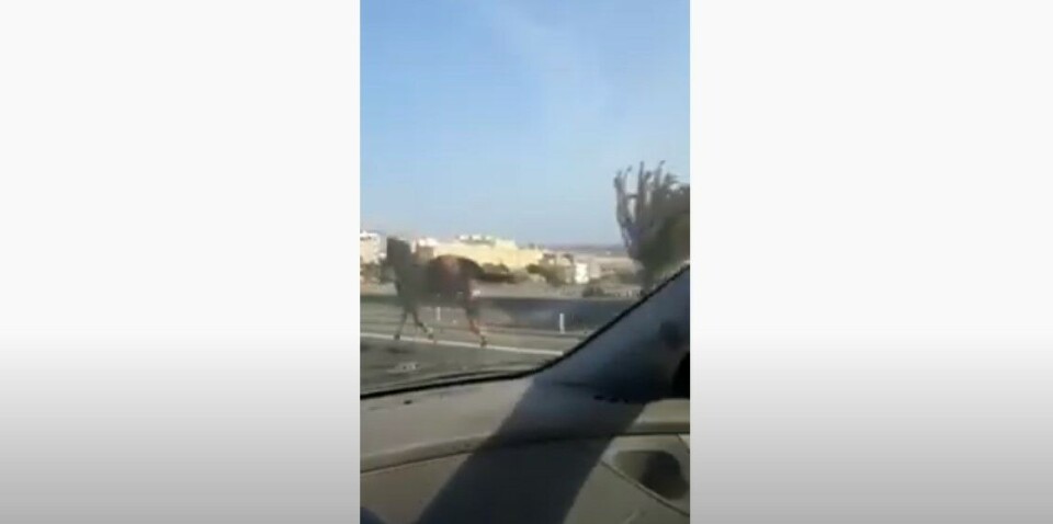 En videosnutt av hesten som løper i trafikken har gått viralt på sosiale medier.