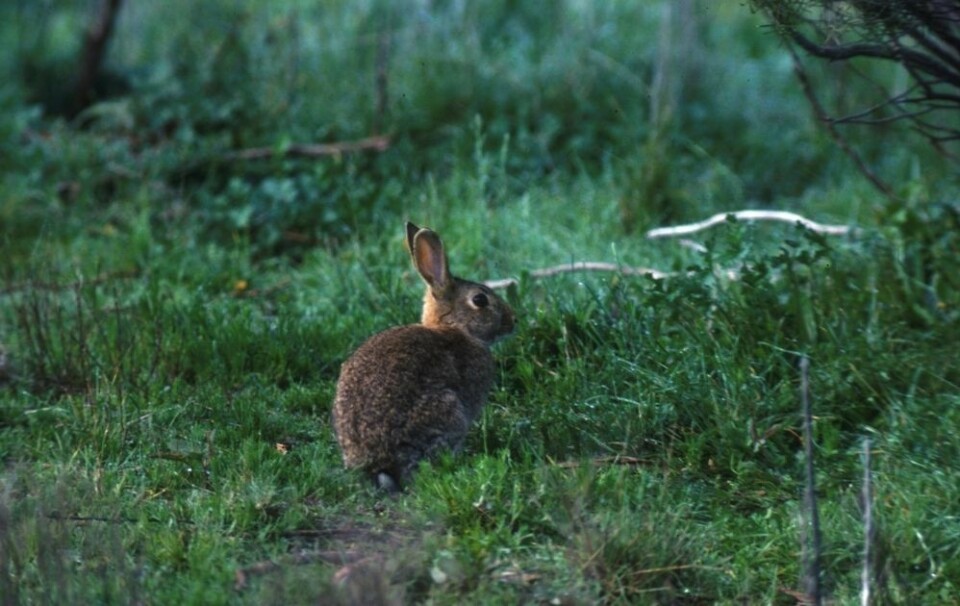 Foto: CSIRO, CC BY 3.0
