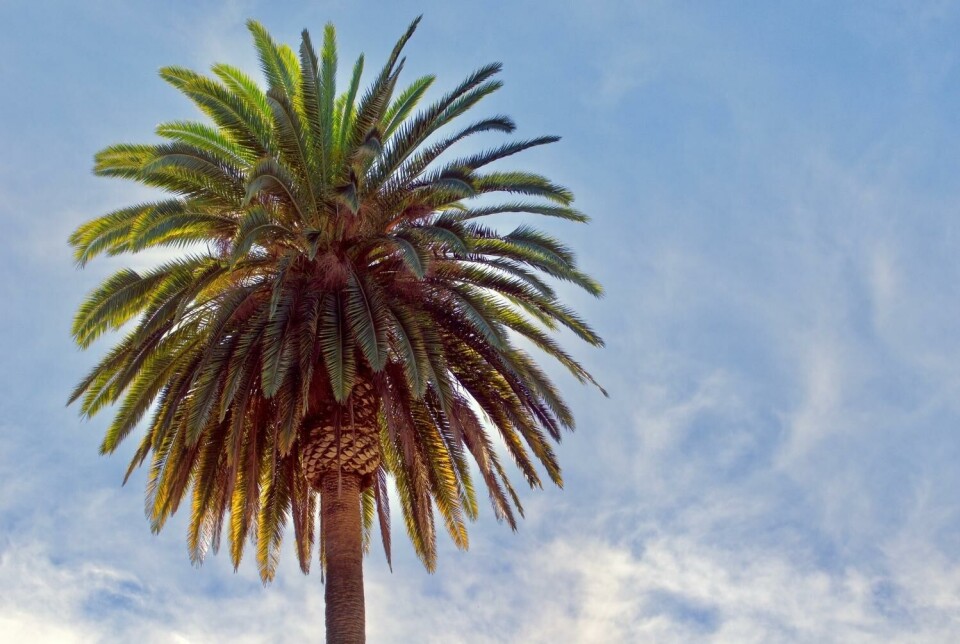 Kanariøyene – fra urbefolkning til ferieparadis