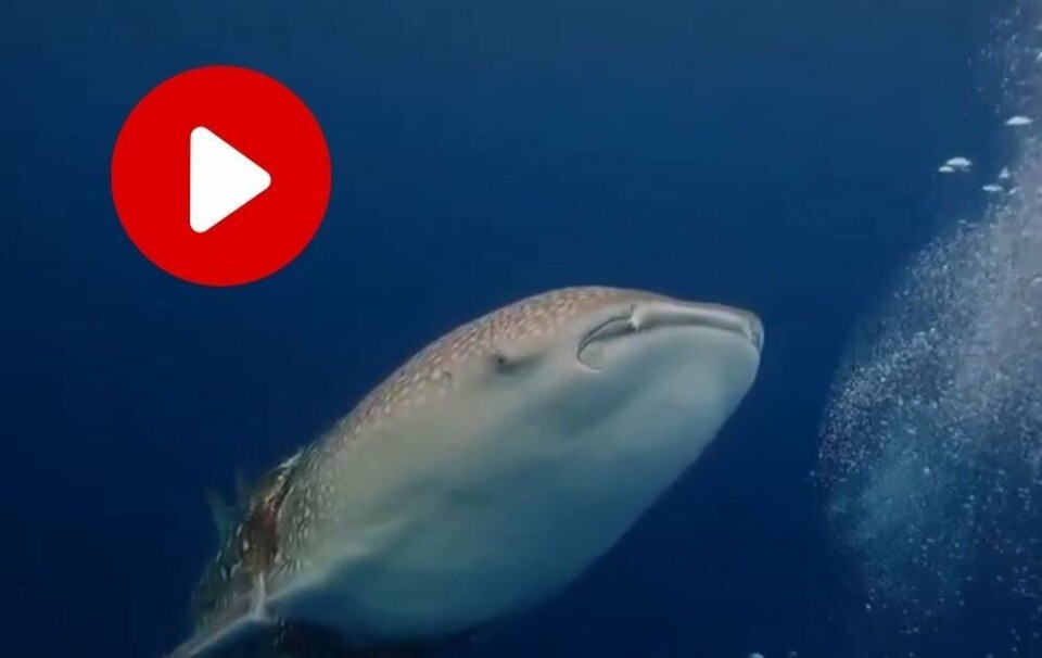 Video: Pandora dykkeklubb – Facebook