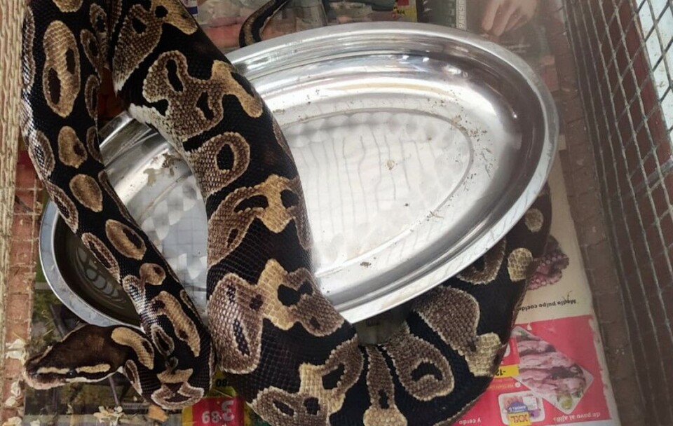 Blant dyrene var det flere slanger. Foto: Guardia Civil