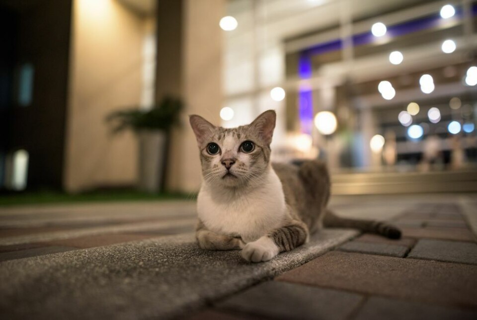 Foto: Envato Elements