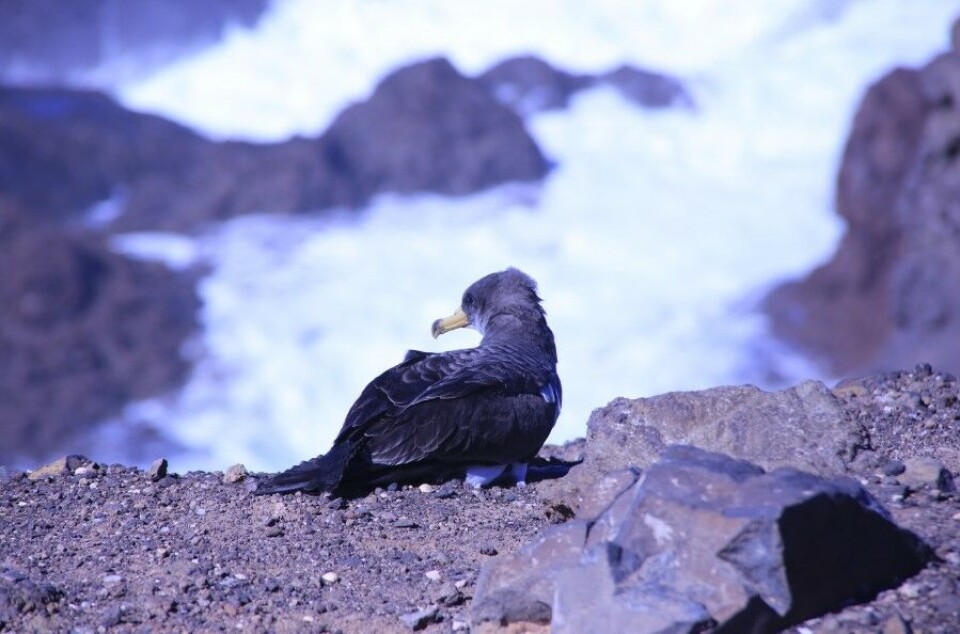 Gulnebbliren er sterkt truet. Fugleungene klarer ikke å finne frem til havet på grunn av lysforurensning. Foto: June Grønseth