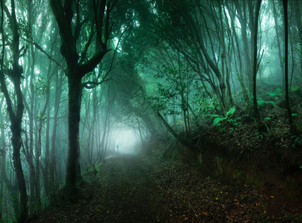 Laurisilvaskogen på Tenerife. Foto: Imanol Zuaznabar Garcia/Shutterstock