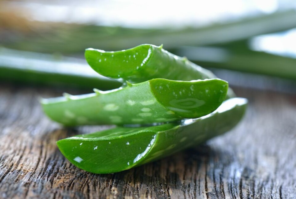 Aloe Vera er en populær eksportvare fra Kanariøyene. Foto: Envato Elements Aloe Vera er en populær eksportvare fra Kanariøyene. Foto: Envato Elements