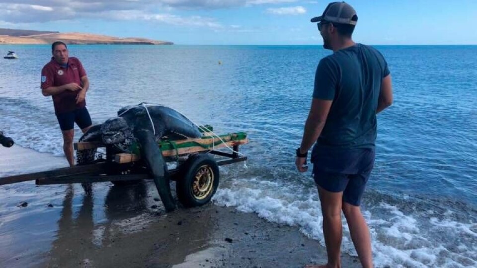 300 kilo tung havlærskilpadde funnet død utenfor Fuerteventura Kvinne omkom i bilulykke