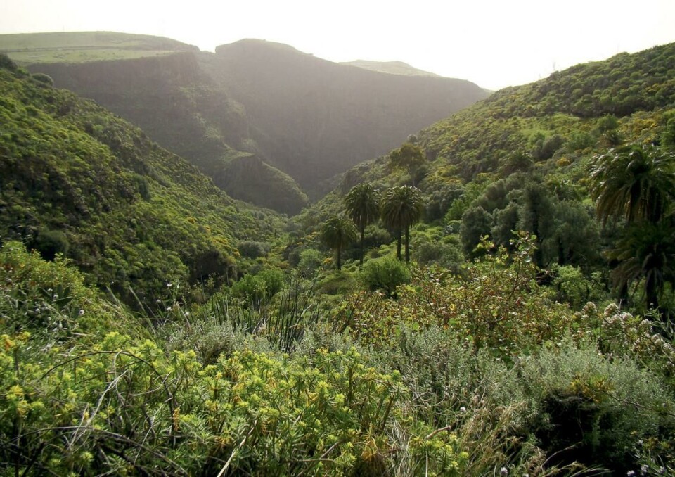 Foto: Hola Islas Canarias Foto: Hola Islas Canarias