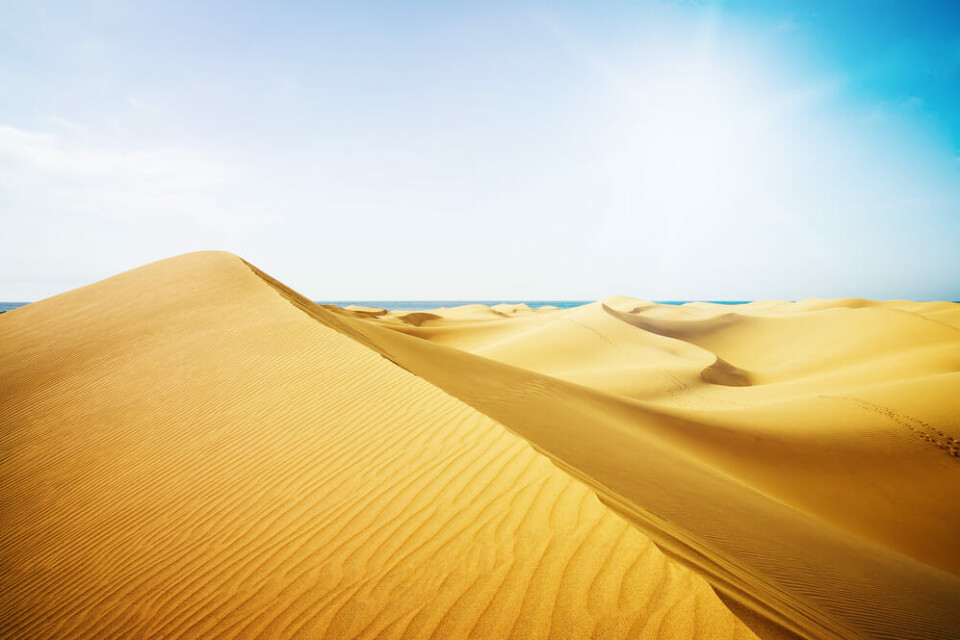 Maspalomas-sanddynene på Gran Canaria. Foto: Chaykovsky Igor/Shutterstock Maspalomas-sanddynene på Gran Canaria. Foto: Chaykovsky Igor/Shutterstock