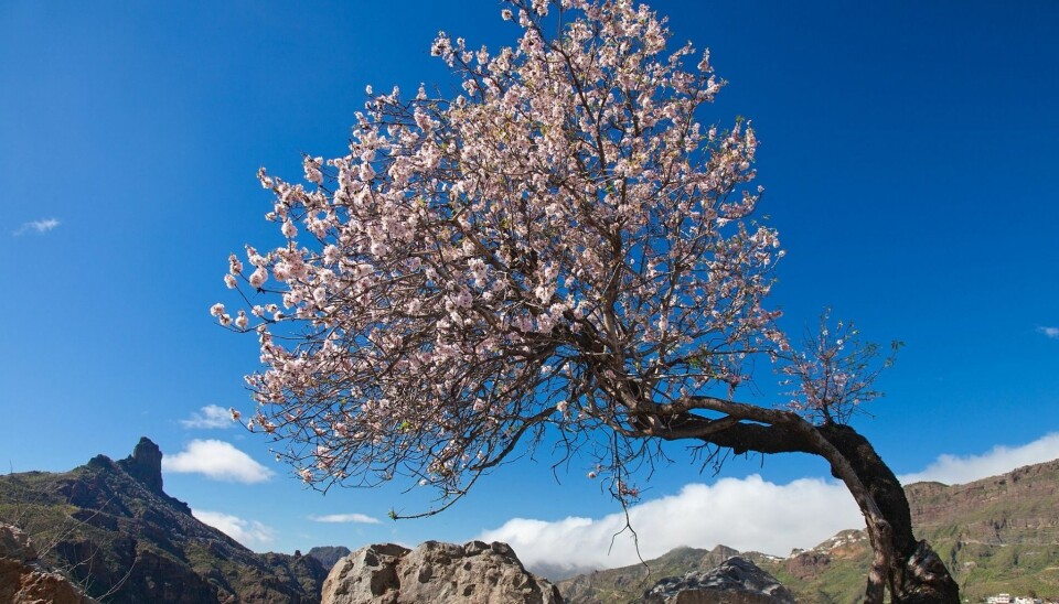Mandelblomstringen er verdt å få med seg på Gran Canaria.