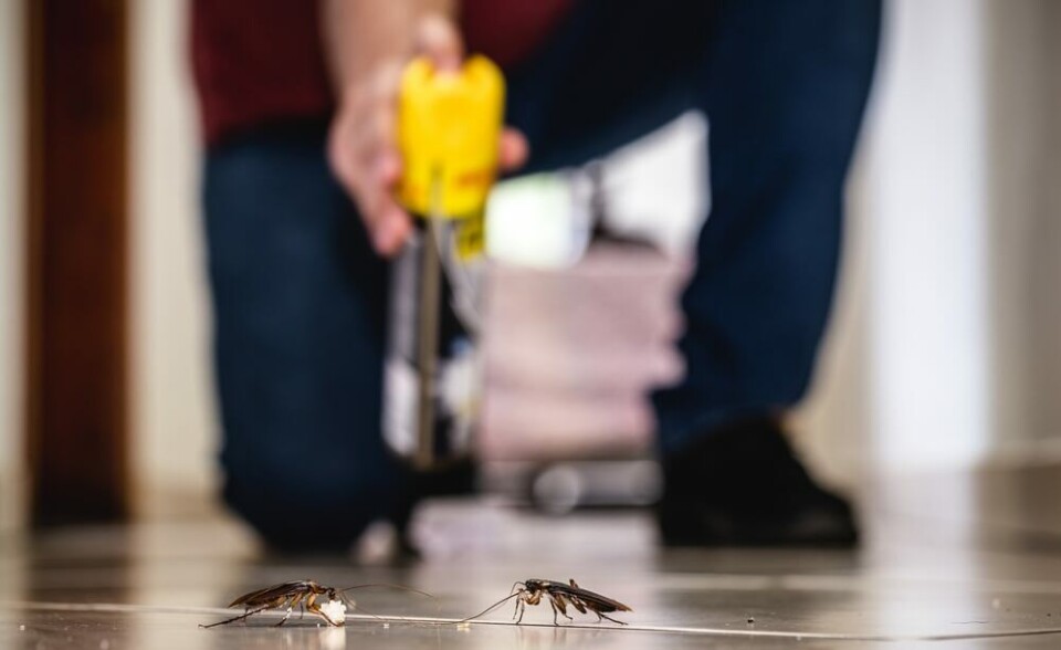 TÅLER MER: Kakerlakkene tåler stadig flere giftstoffer. Det gjør det vanskeligere å bli kvitt de forhatte krypene. Foto: RHJPhtotos/Shutterstock TÅLER MER: Kakerlakkene tåler stadig flere giftstoffer. Det gjør det vanskeligere å bli kvitt de forhatte krypene. Foto: RHJPhtotos/Shutterstock