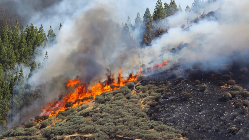 Brannlinjer reddet 25.000 hektar under skogbrannene på Gran Canaria