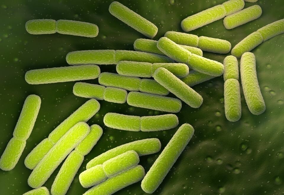 Illustrasjon av E.coli-bakterien: Envato Elements