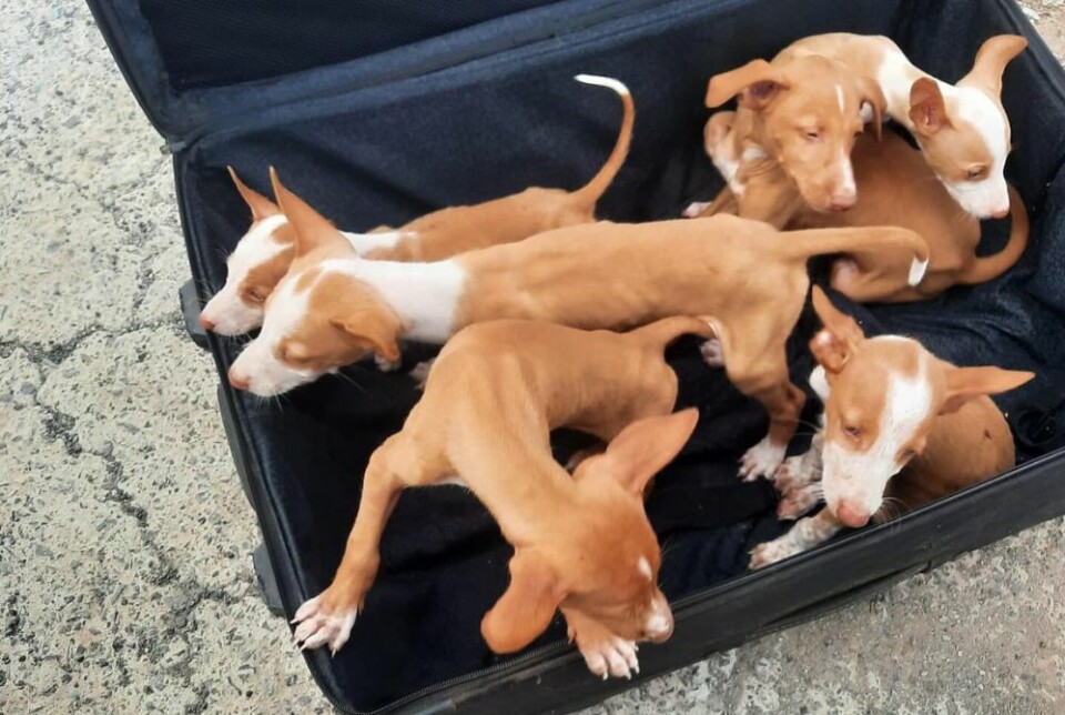De seks små valpene ble pakket i en koffert og dumpet i en søppeldunk. Foto: Albergue de animales de La Oliva