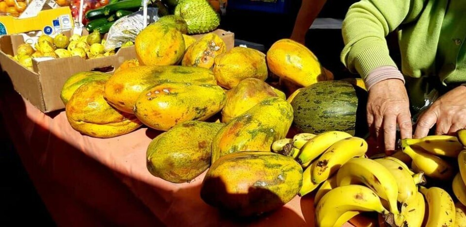 Bondemarkedet er tilbake i Puerto Rico – men det flytter hit