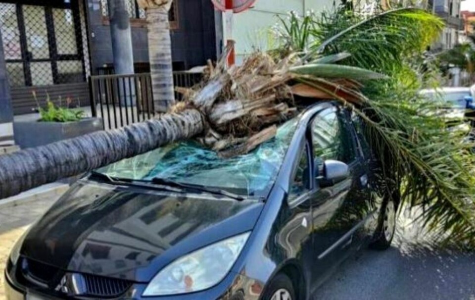En bil ble skadet på Tenerife da et palmetre gikk over ende. Skjermdump fra video: Canarias 7