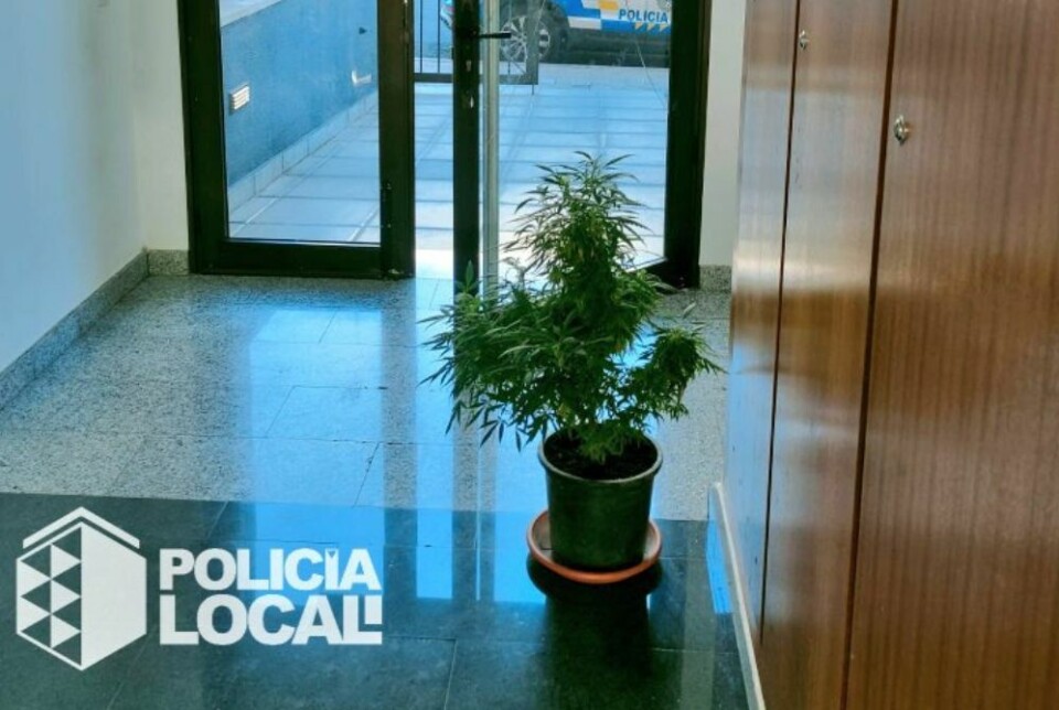 Dekorerte oppgangen med cannabisplante