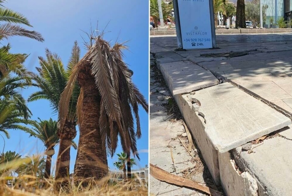 Palmer som visner på rot, fliser som ramler av, rotter og søppel: Playa del Cura har et problem, og politikerne har ignorert det. Foto: Canariavisen Palmer som visner på rot, fliser som ramler av, rotter og søppel: Playa del Cura har et problem, og politikerne har ignorert det. Foto: Canariavisen