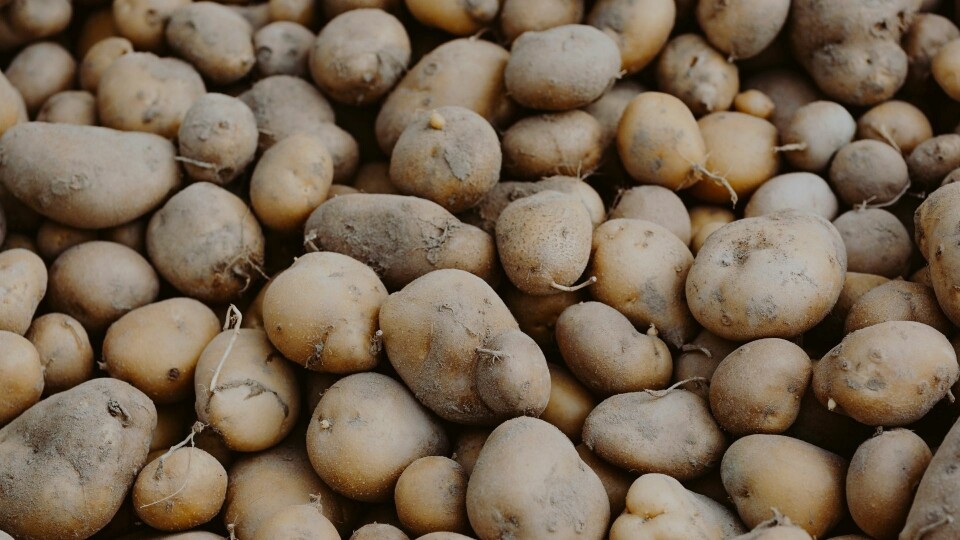 Illustrasjon: Envato Elements