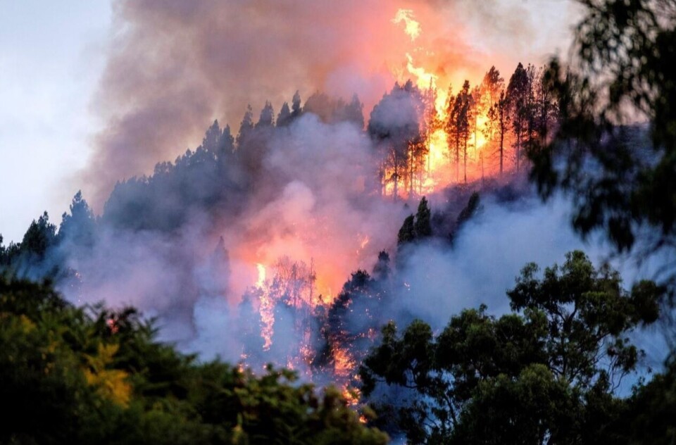 Hetebølge og høy skogbrannfare på Kanariøyene