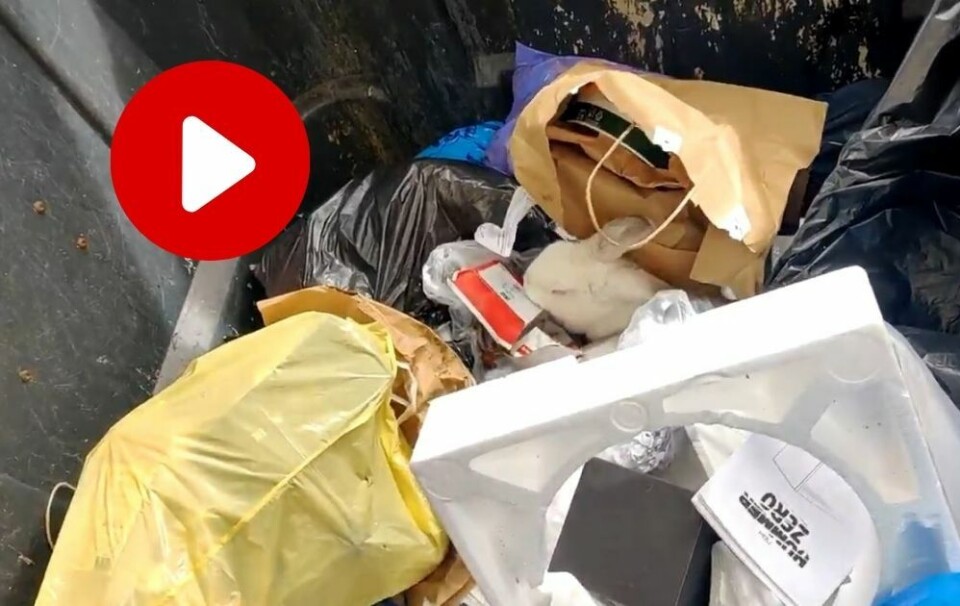VENNLIG KANIN: Den lille kaninen ble tatt hånd om av dyrebeskyttelsen. Video: Policia Local