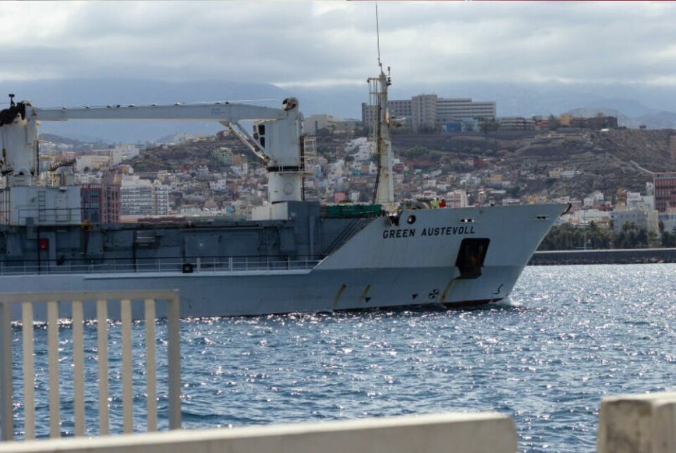 Støttekomiteen for Vest-Sahara reagerer kraftig på at det norske skipet «Green Austevoll» fraktet fisk fra Vest-Sahara til Russland i september. Her er skipet i Las Palmas, på vei mot Russland. Foto: Støttekomiteen for Vest-Sahara