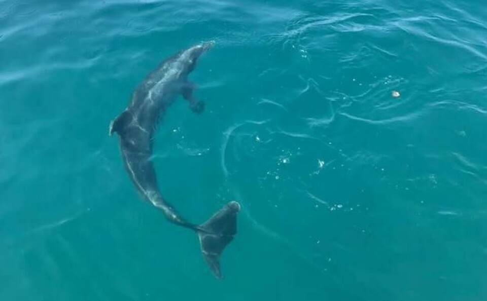 Delfiner kom på besøk i Arguineguín-havna