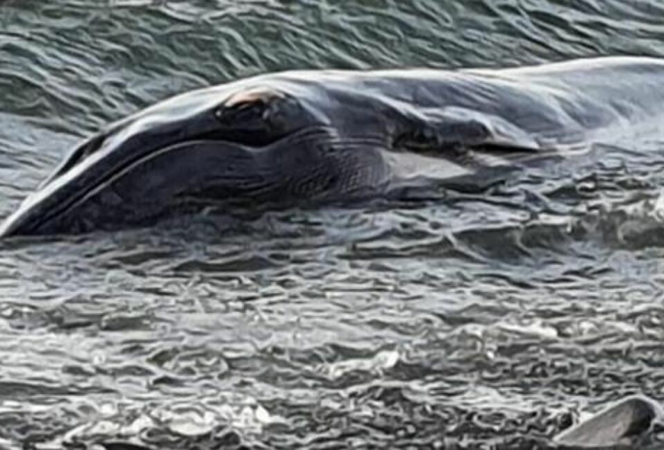 Død hval strandet på Fuerteventura Kvinne omkom i bilulykke