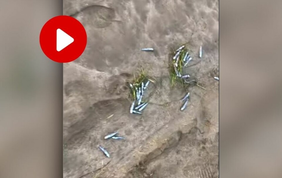 VIDEO: Over 100 døde småfisk ble funnet ved vannkanten. Det har en naturlig forklaring.