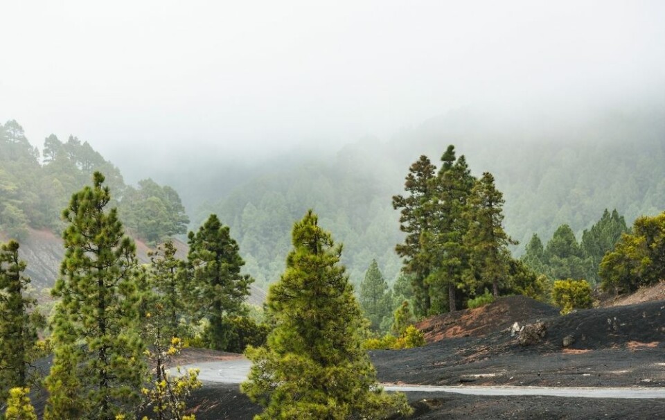 ARKIVFOTO: Fjellene på La Palma. Illustrasjon: Envato Elements