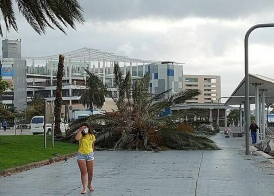 Palme veltet nesten over kvinne i Las Palmas