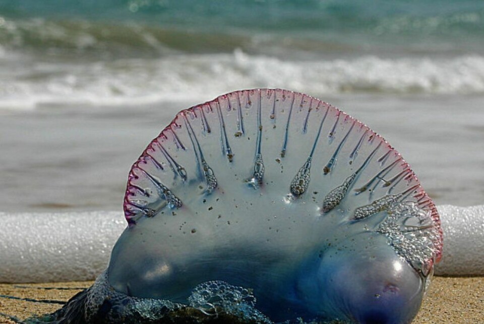 Foto: Andreas Schwind CC BY 2.0