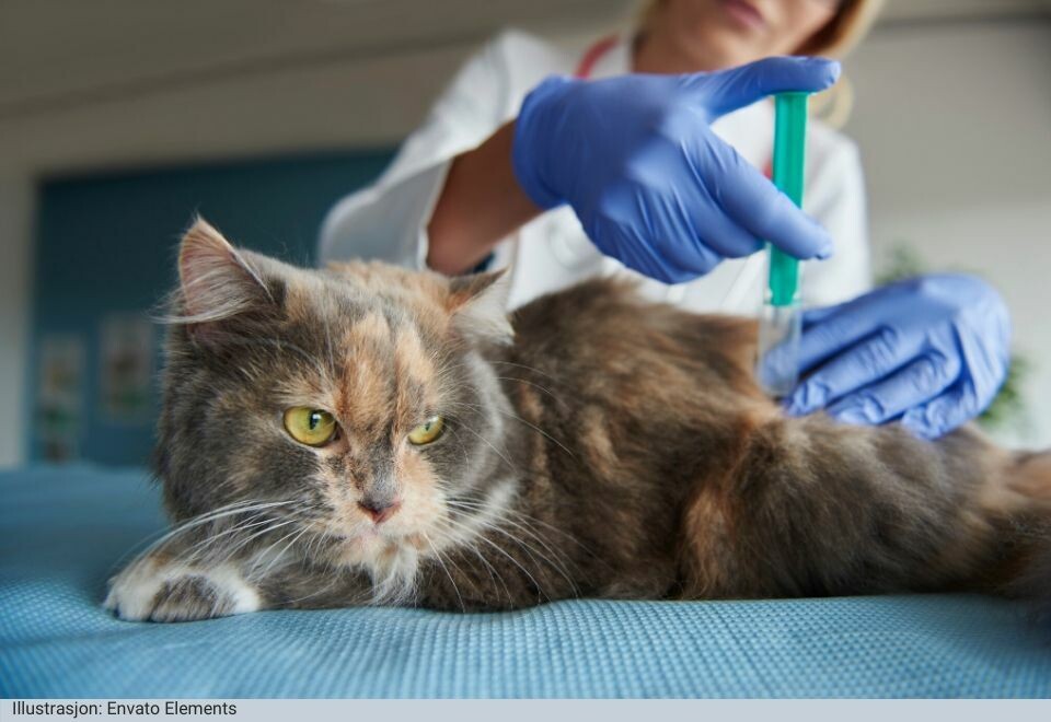 Første tilfelle av coronavirus hos katt bekreftet i Spania