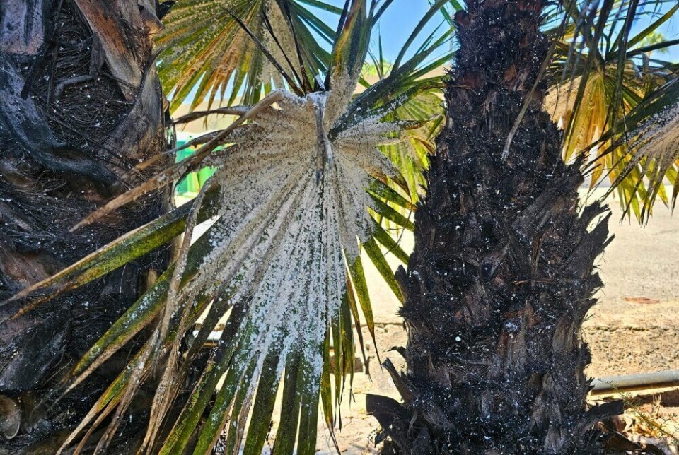 Palmene langs veien er hardt angrepet av sopp. Foto: Canariavisen Palmene langs veien er hardt angrepet av sopp. Foto: Canariavisen