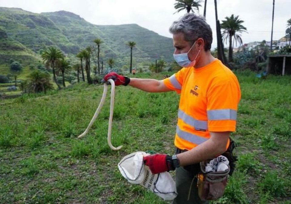 Mannskaper jobber gjennom sommeren for å fange slangene når de er mest aktive, men i år har slangene holdt seg under bakken. Foto: Stop Culebra Real/Postlife