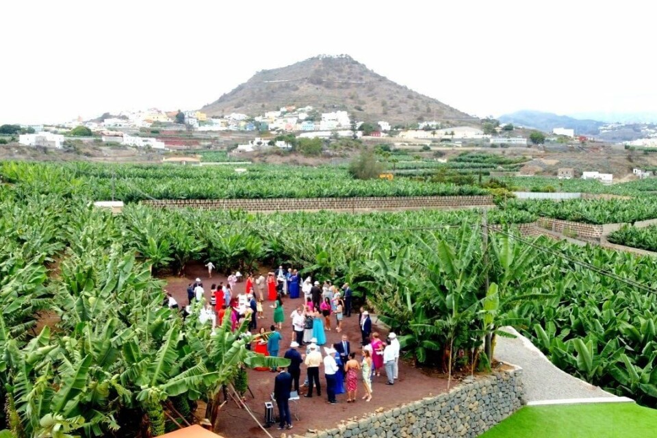 Gran Canaria får sitt første bananmuseum