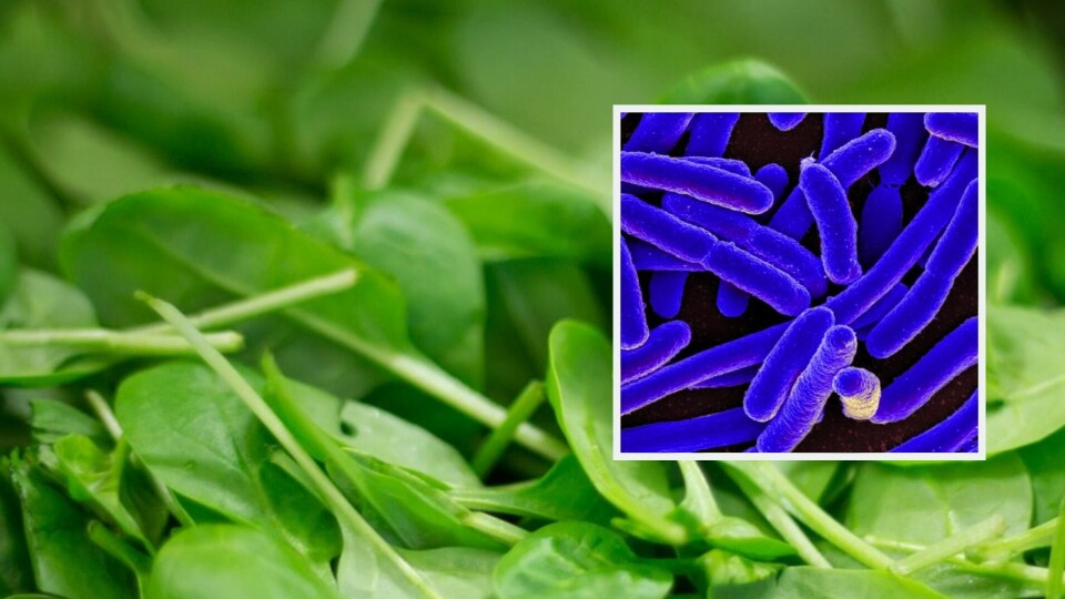 Florette advarer mot E.coli-smitte i sine kanariske produkter