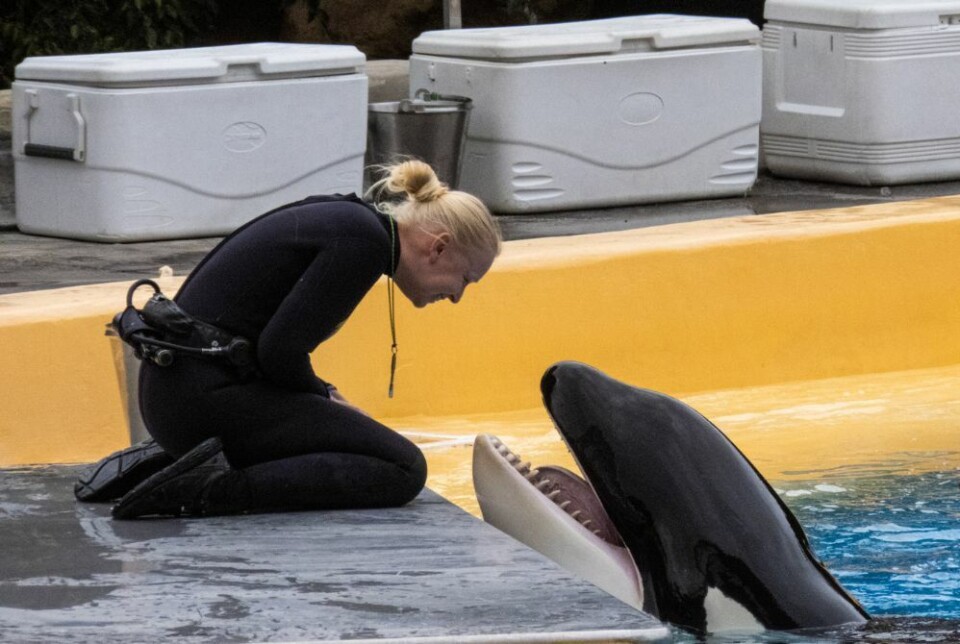 Bildene viser tydelig at fortennene hos spekkhoggeren i Loro Parque er nedslitte. Foto: World Animal Protection