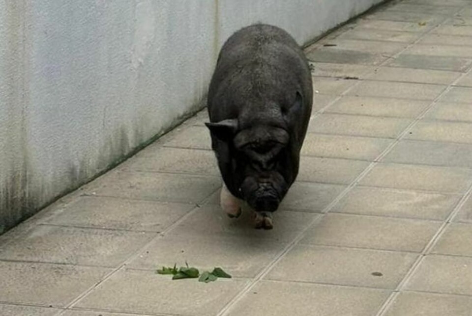 Denne grisen er på frifot. Det liker naboene dårlig. Foto: Privat