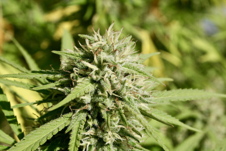 Kanariøynene kan være i forkant for å regulere cannabis
