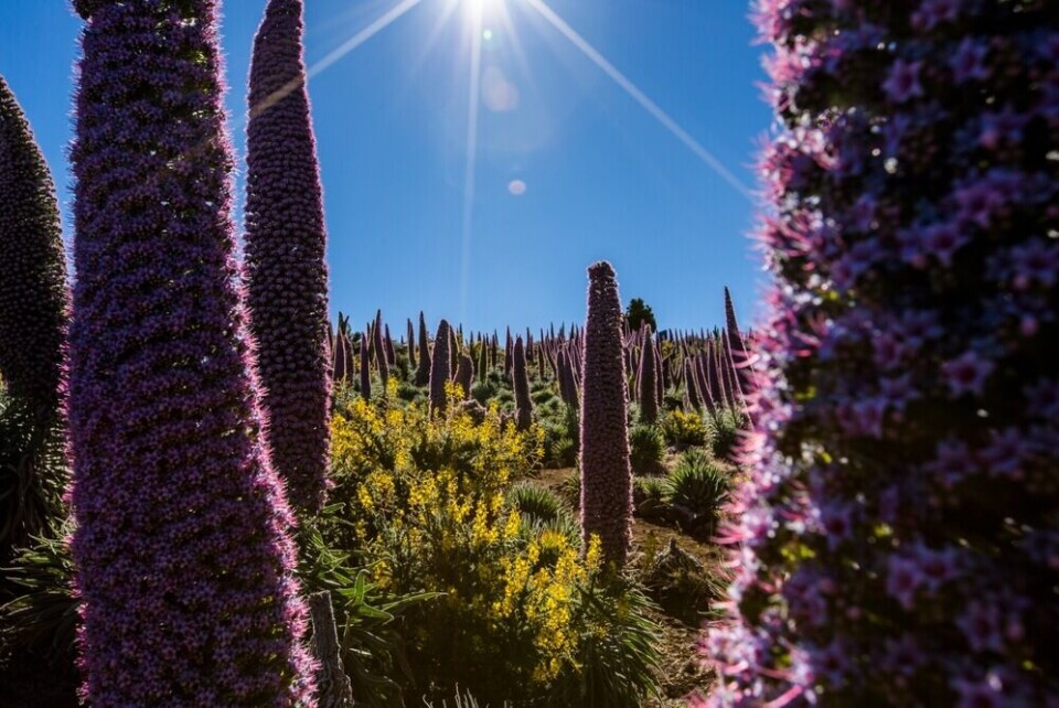Foto: AlbertoGonzalez/Shutterstock Foto: AlbertoGonzalez/Shutterstock