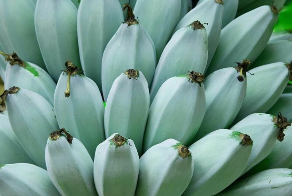 Blå bananer?! Ja, de finnes faktisk, og i likhet med røde bananer dyrkes de nå på Kanariøyene.