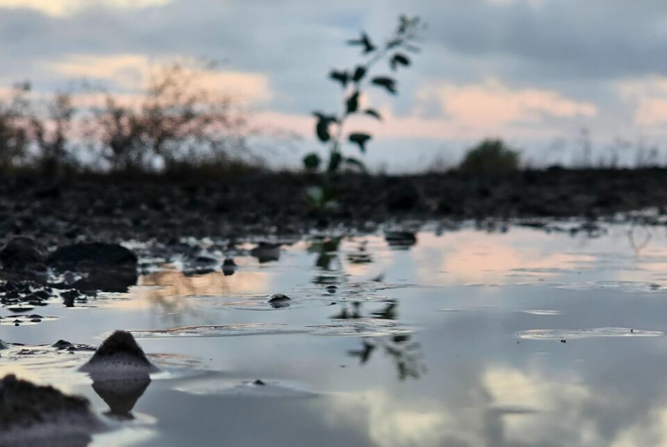 Denne fredagen kom det godt med regn i Las Palmas. Lørdag er det stort sett opphold, men på søndag kommer det mer nedbør. Foto: Canariavisen