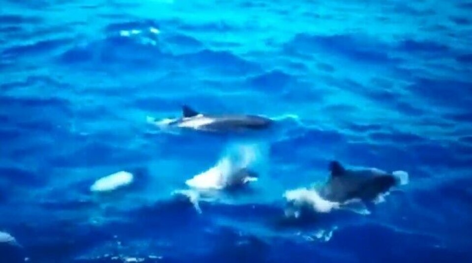 Et spektakulært syn utenfor Puerto Rico